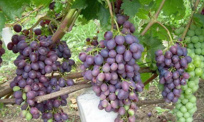краса никополя виноград описание