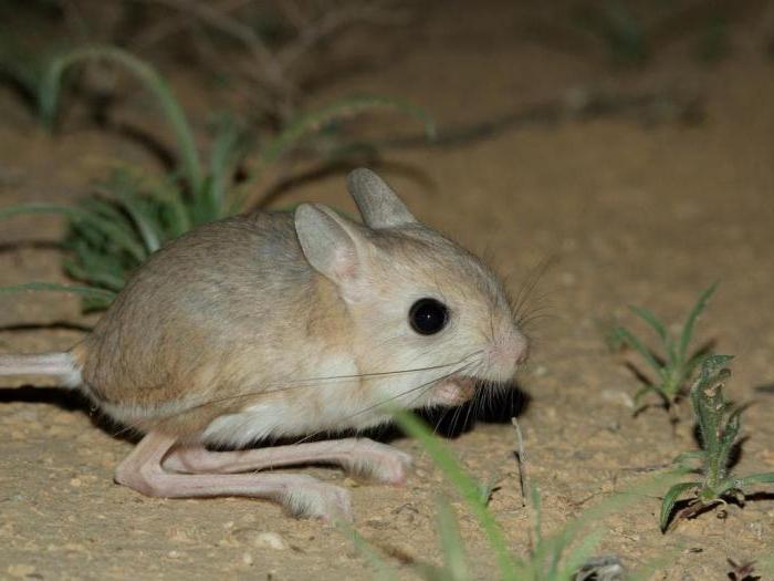 mexican jerboa