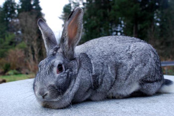 Mexican jerboa or rabbit with