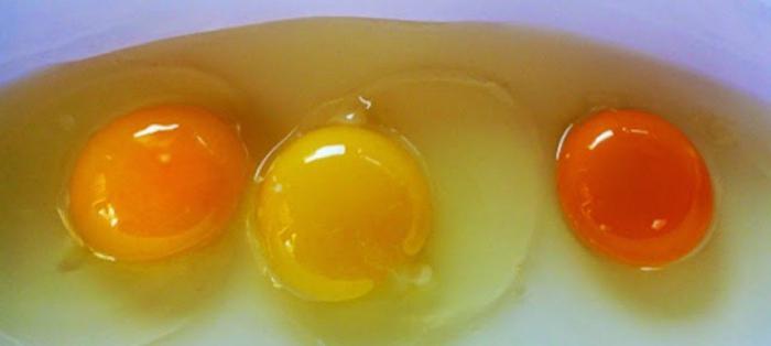 почему куры несут яйца без скорлупы