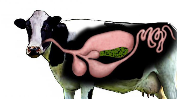 сколько отделов в желудке коровы
