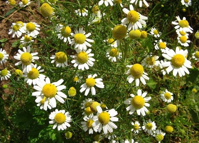 chamomile fields