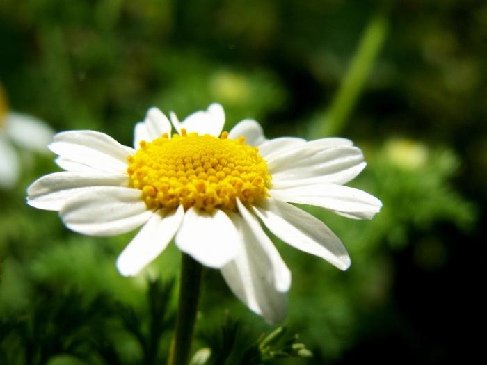 on the chamomile field