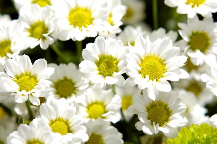 camomile field