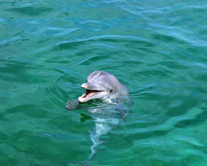 дельфин снится для удовольствия 