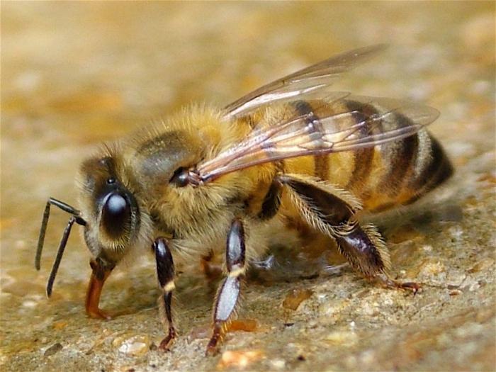 Насекомые похожие на пчел фото
