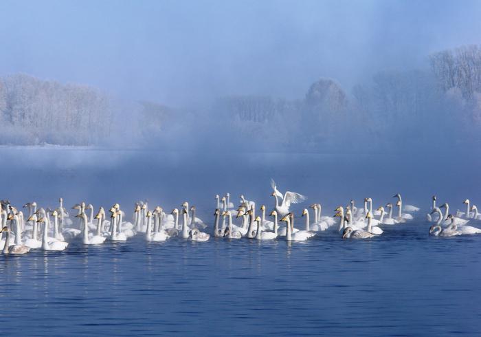 лебединое озеро алтайский край 