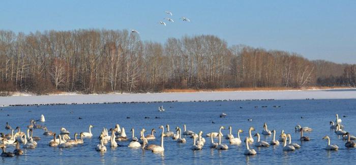 Swan Lake Altai Territory how to get there