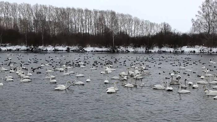 swan lake Altai Krai