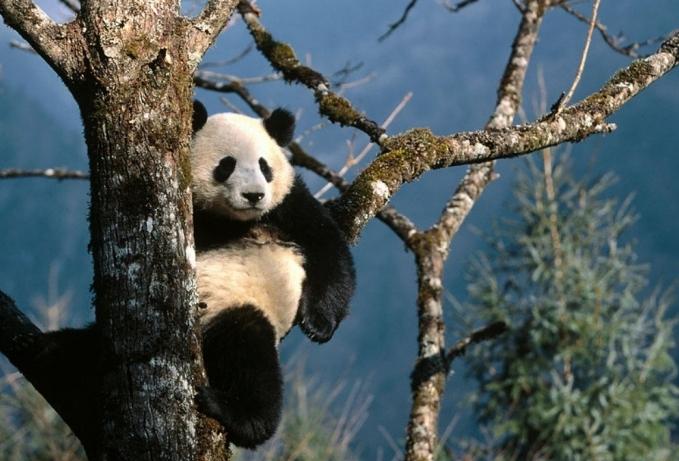 панда копанда 