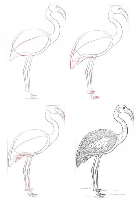 как нарисовать фламинго карандашом