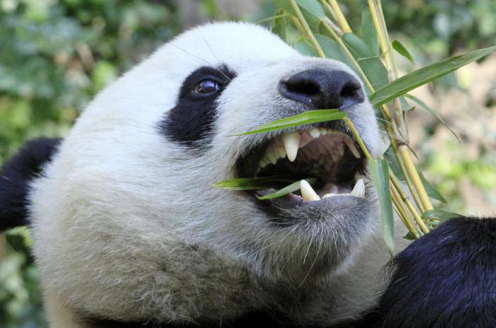 сколько зубов у панды
