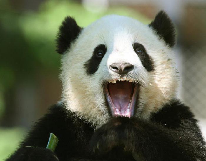 сколько зубов у панды фото