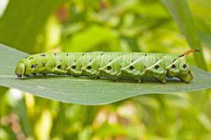 green caterpillar with a horn on its tail