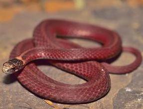 snake ognevka Siberia photo