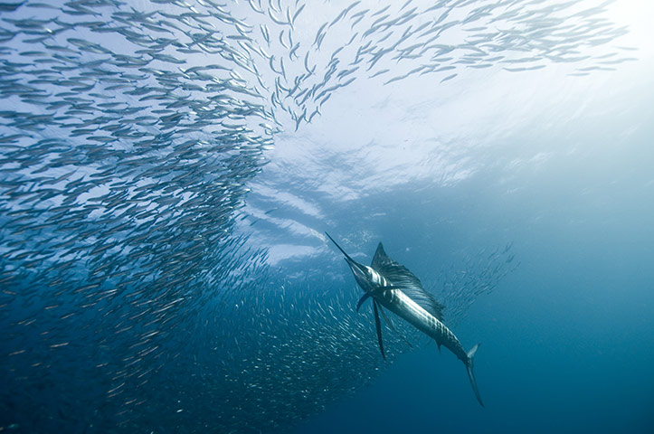 what is the speed of a sailboat fish