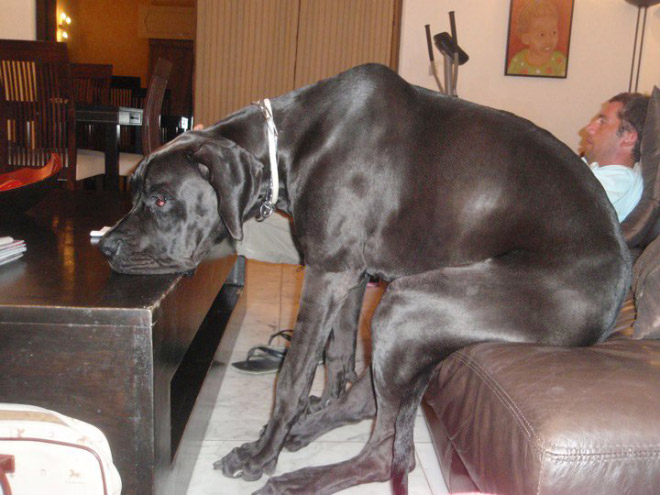 самая большая в мире порода собак