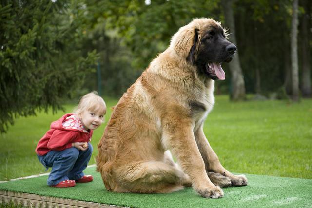 самая большая в мире порода собак