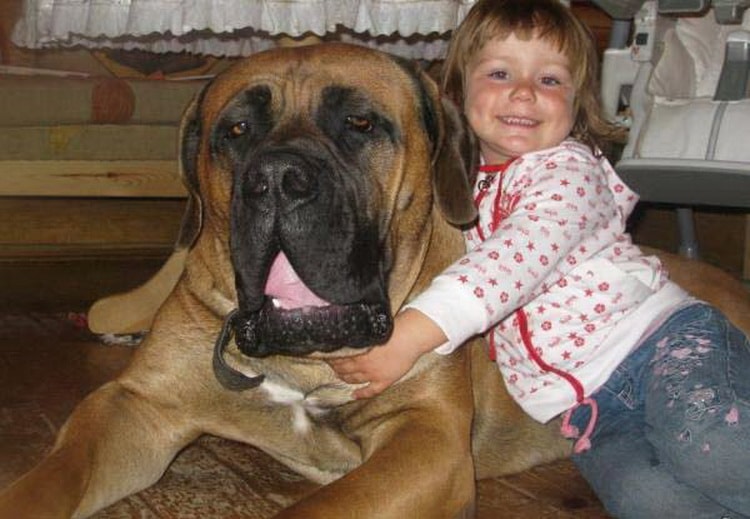 самая большая собака в мире название породы