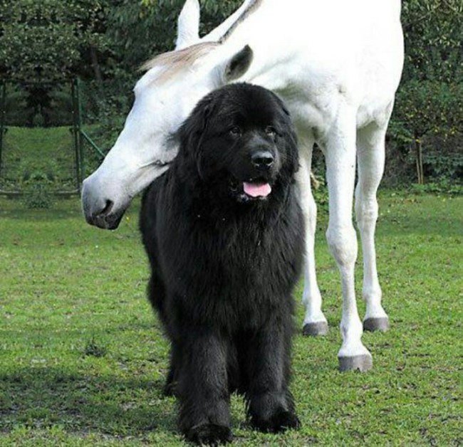 какая самая большая собака в мире порода