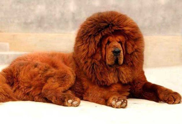 какая самая большая собака в мире порода