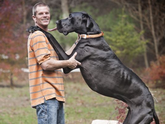 топ самых больших пород собак в мире