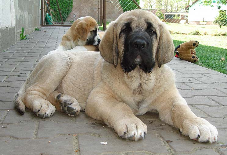 самая большая в мире порода собак обзор