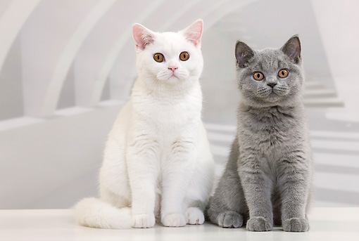 сколько живут коты в домашних условиях кастрированные