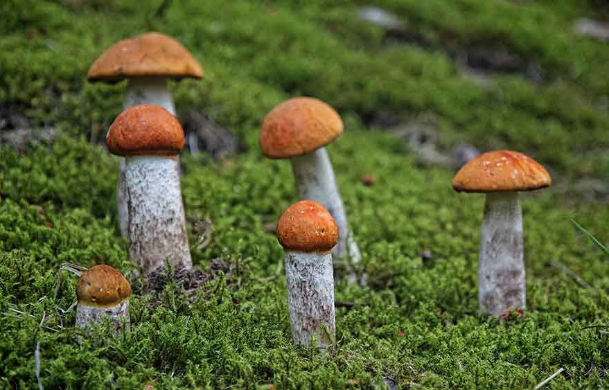 собирать грибы подосиновики