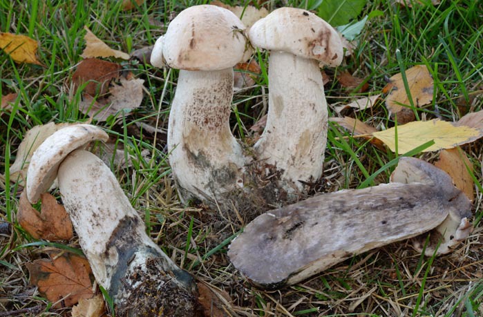 грибы белые подосиновики подберезовики
