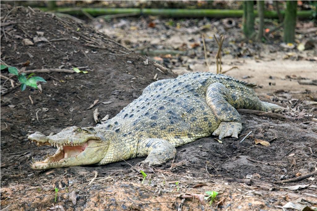 гребнистый крокодил имеет длину 7 метров