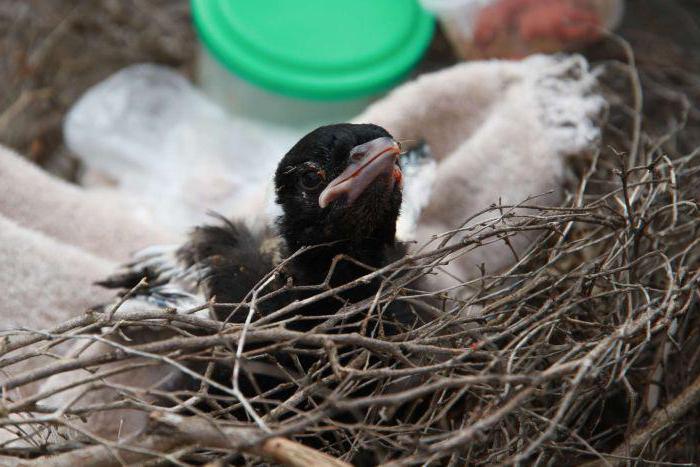 gull chicks fell out of the nest what to do