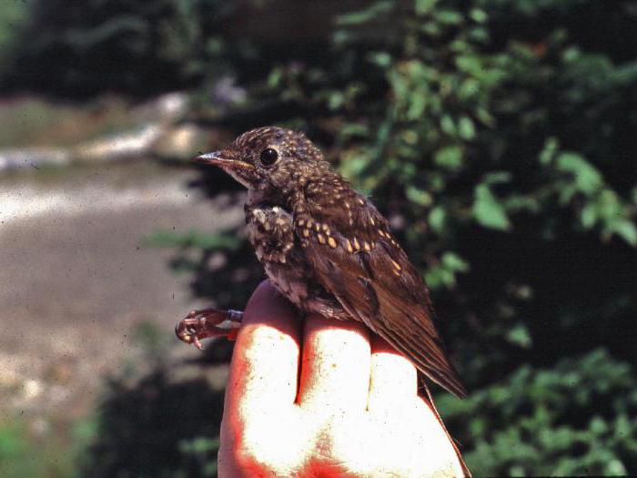 nestling fell out of the nest what to do