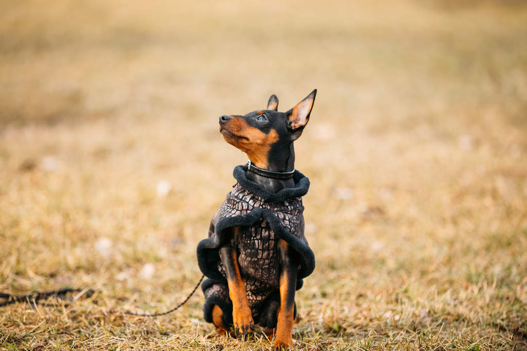 pinscher dwarfish smooth-haired