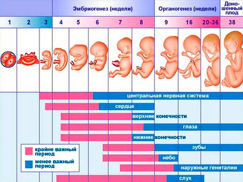 беременность 15 16 недель ощущения женщины