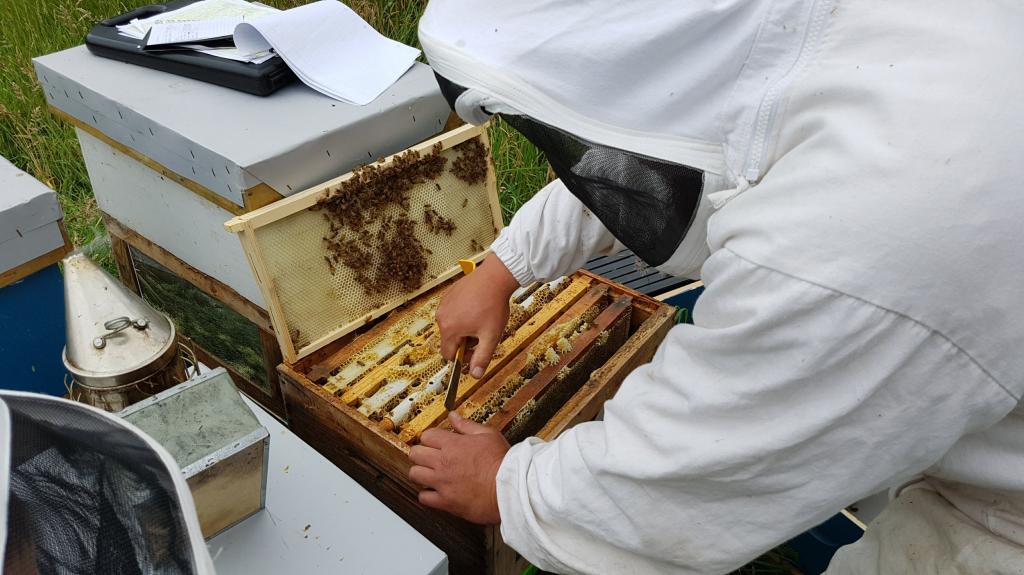 Бизнес план пасека пчеловодство