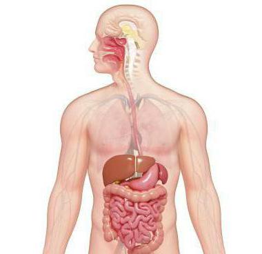 пищеварительная система органов