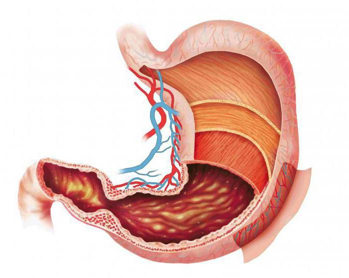 анатомия органов пищеварительной системы