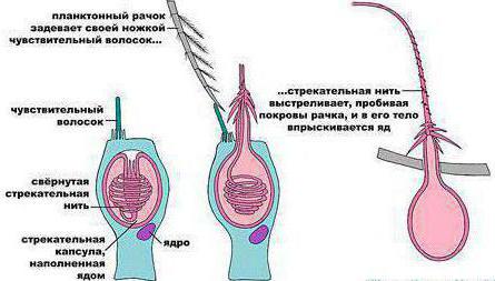 диффузный тип нервной системы характерен для кишечнополостных