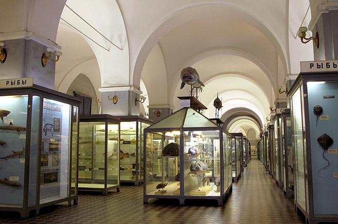 зоологический музей в санкт петербурге