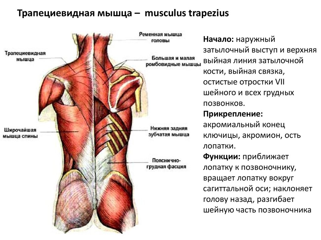 трапециевидная мышца спины