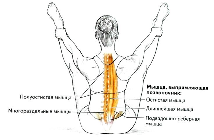 круглая мышца спины