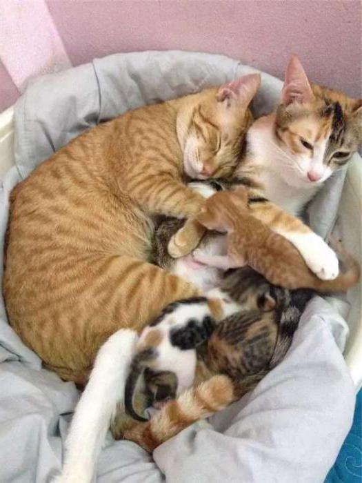 the cat helps the cat give birth