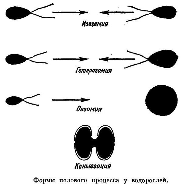 жизненный цикл водорослей схема 