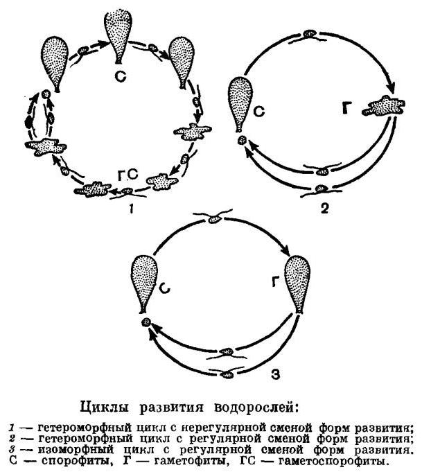 Жизненный цикл водорослей схема