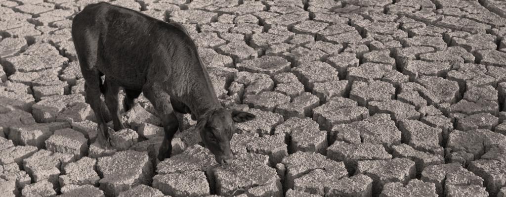 Drought on the Black Earth