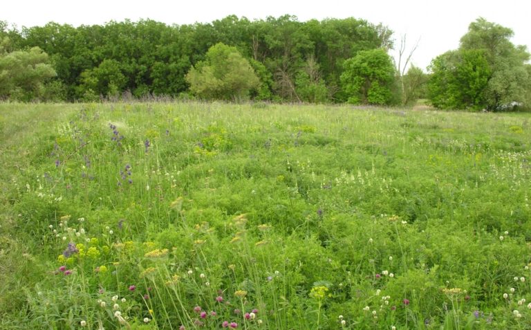 Spring in the steppe