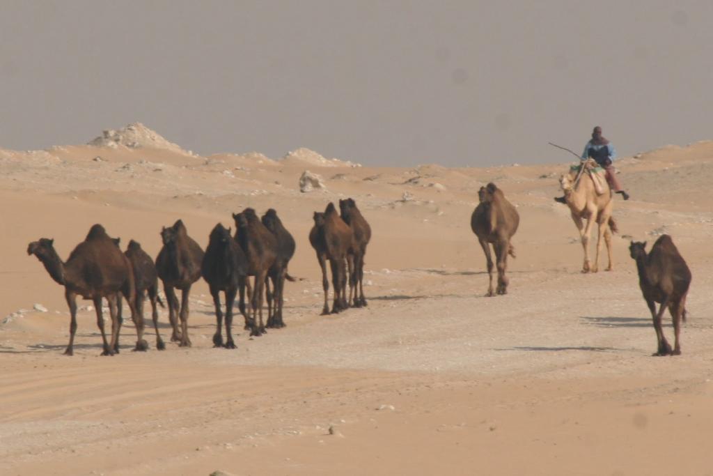 бедуины в пустыне