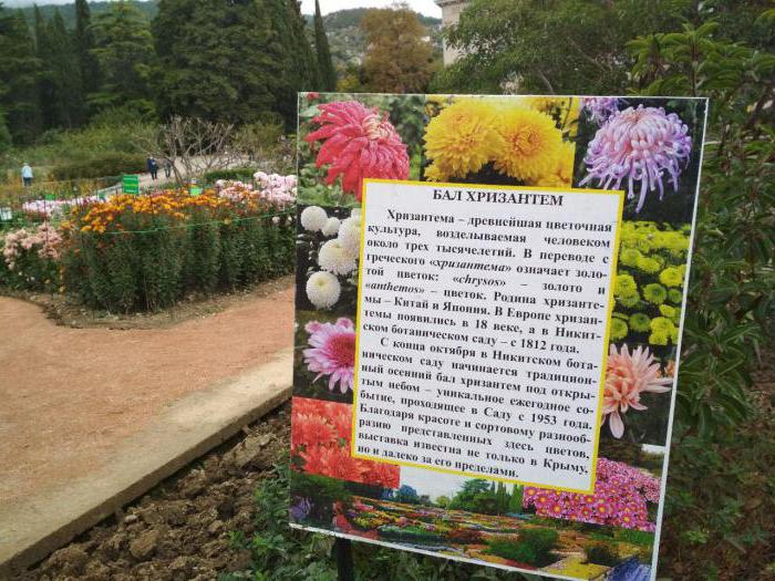 никитский ботанический сад бал хризантем