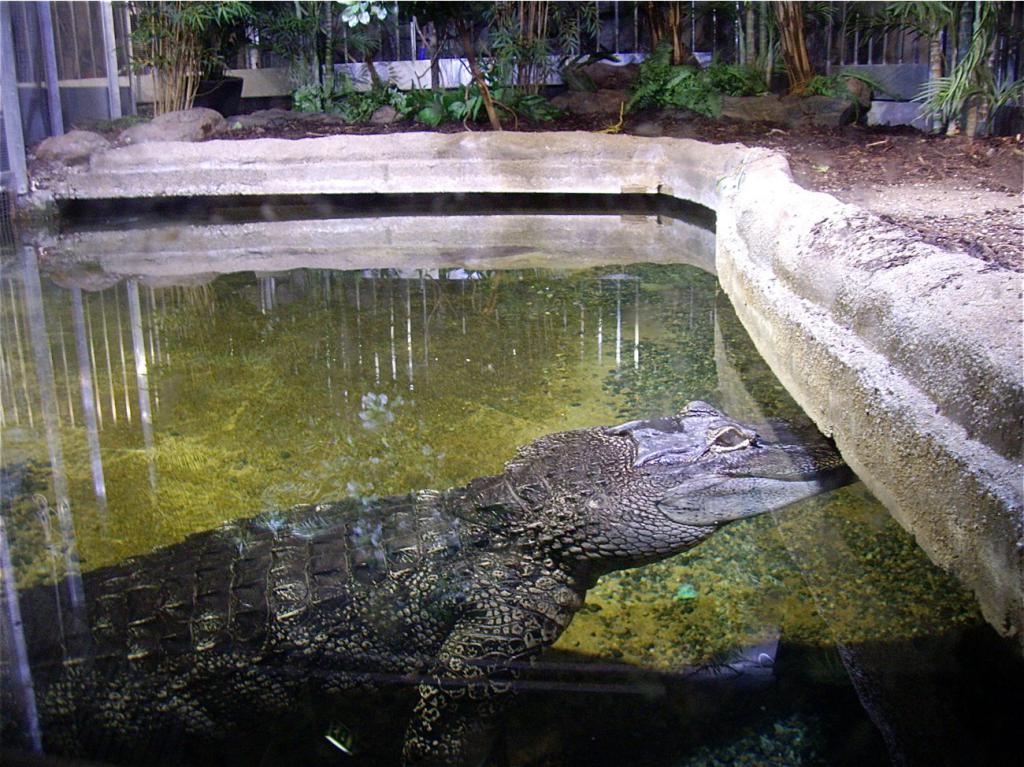Нильский крокодил возле искусственного водоема